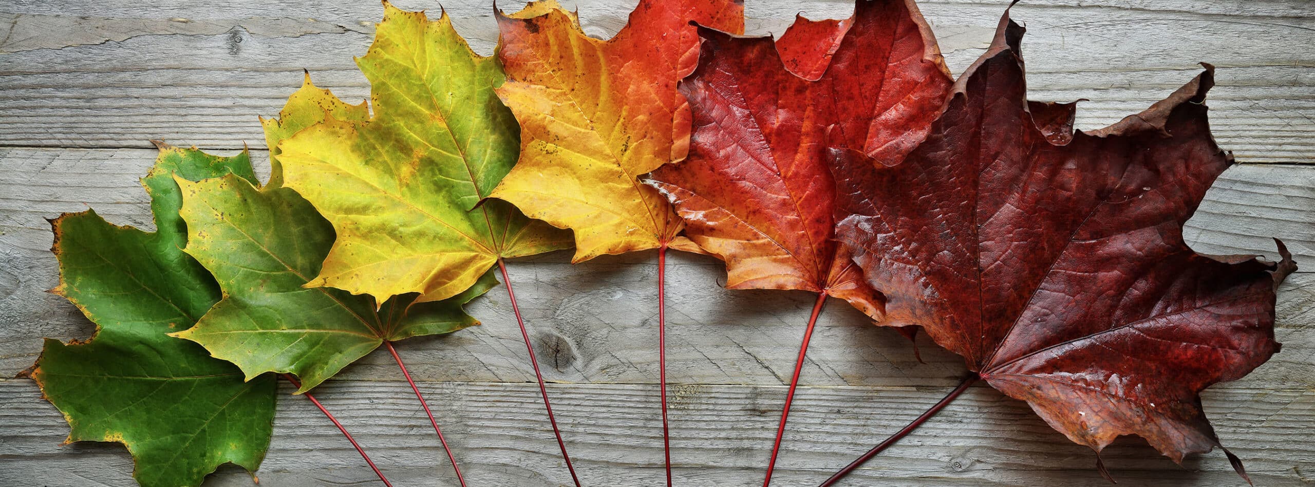 Understanding TM-30 Color Metrics